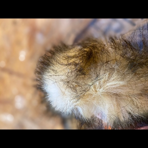 Military inspired ESPRIT winter coat - Picture 9 of 15